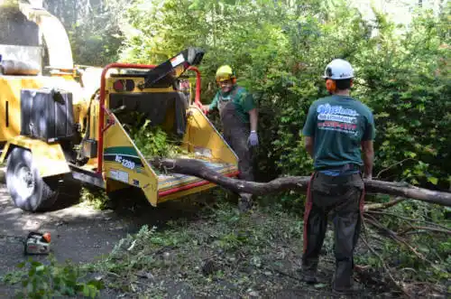 tree services Mountainburg